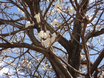 Flores do ipê-branco